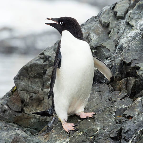 Adelie Penguin