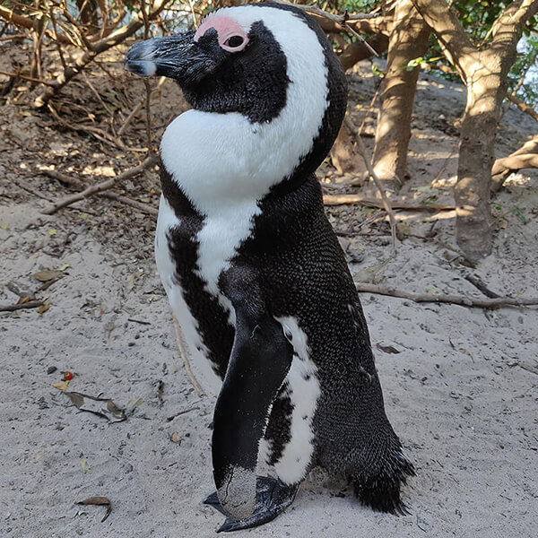 African Penguin