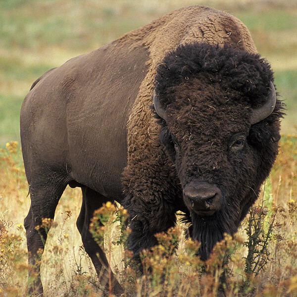 American Bison