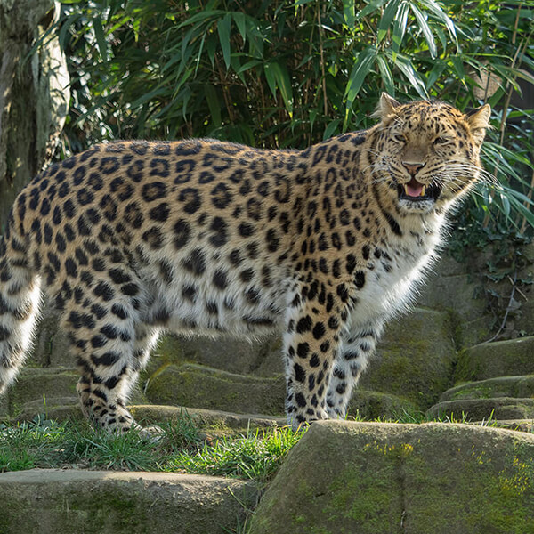 Amur Leopard