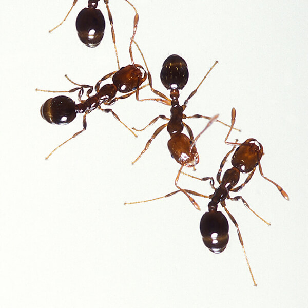Ant