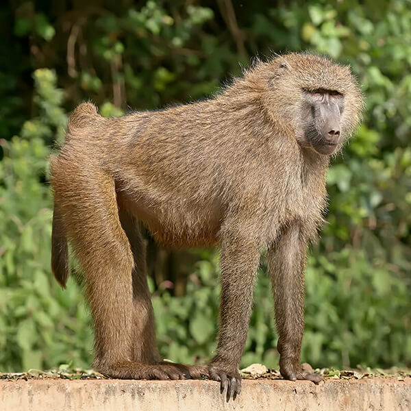 Baboon