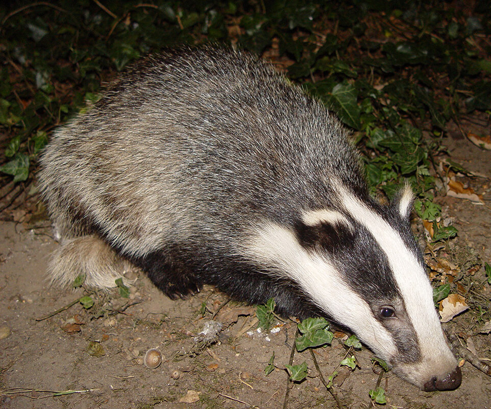 Random Animal Generator Generators List