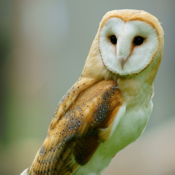 Barn Owl