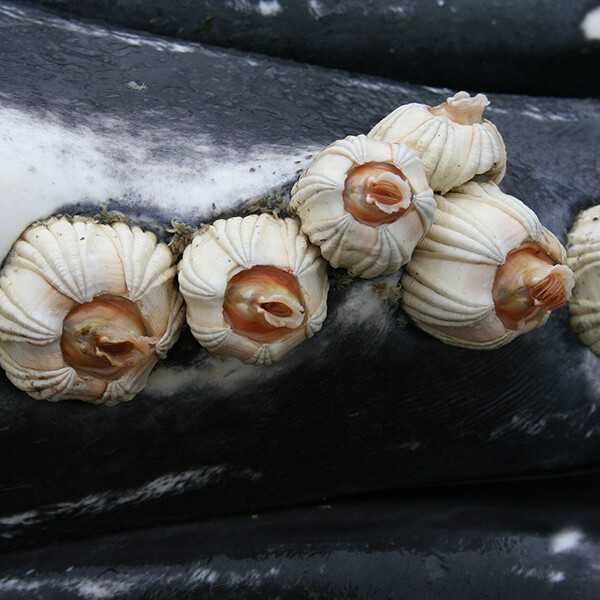 Barnacle