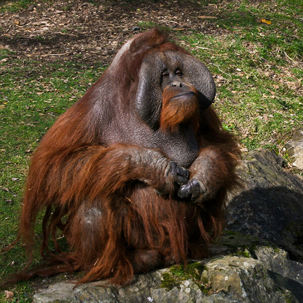 Random Animal Generator Generators List