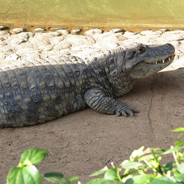 Broad-snouted Caiman