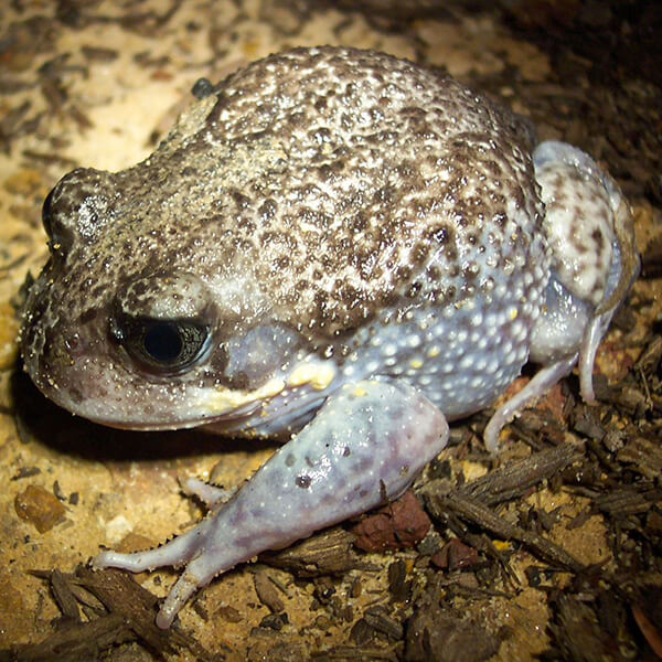 Burrowing Frog