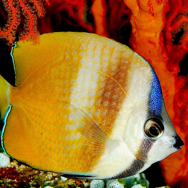 Random Animal Generator Generators List