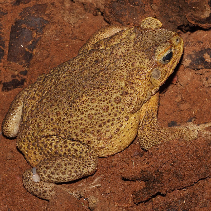 Cane Toad