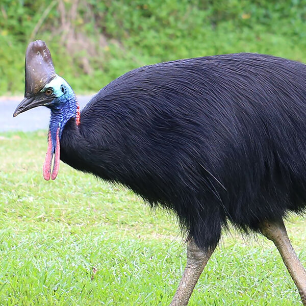 Random Animal Generator Generators List