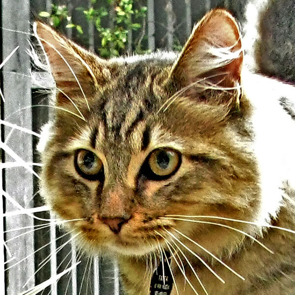 Random Cat Breed Generator Generators List