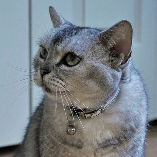 American Shorthair