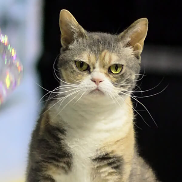 American Wirehair