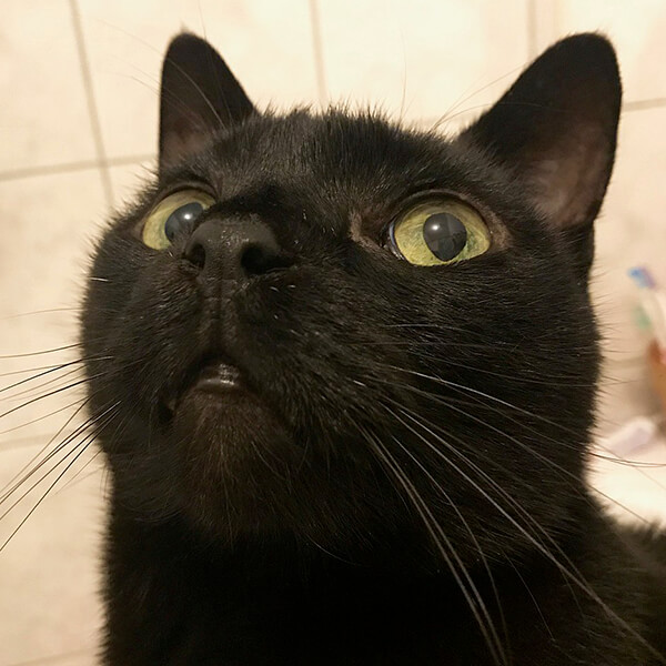 Random Cat Breed Generator Generators List