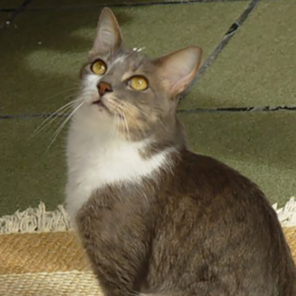 Brazilian Shorthair