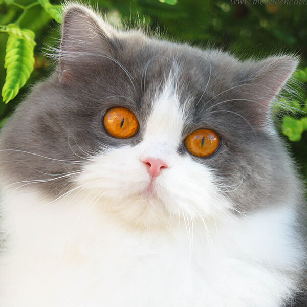 British Longhair
