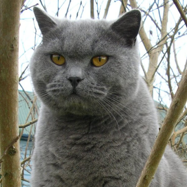 British Shorthair