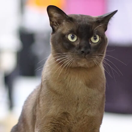 Burmese