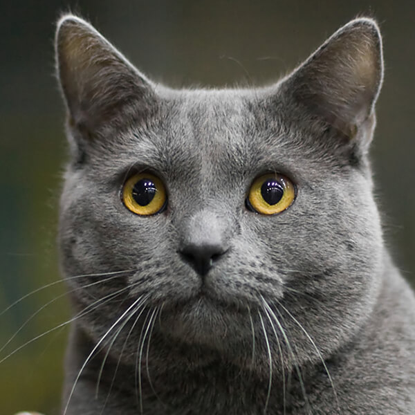 Chartreux