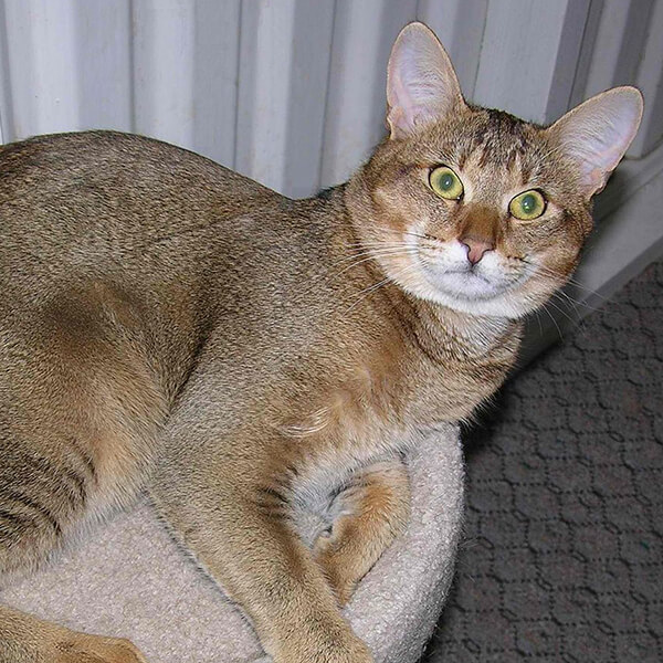 Chausie