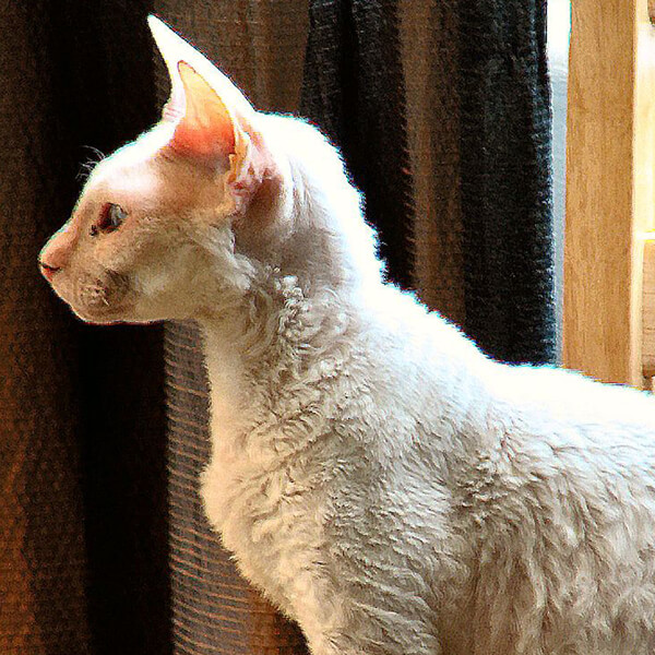 Cornish Rex