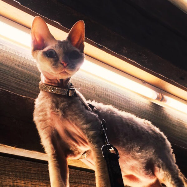 Devon Rex