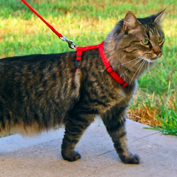 Domestic Longhair