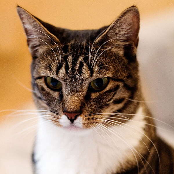 Domestic Shorthair