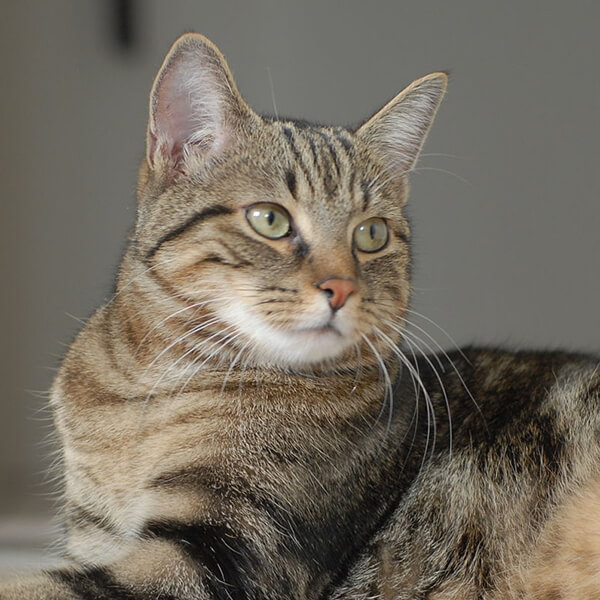 European Shorthair