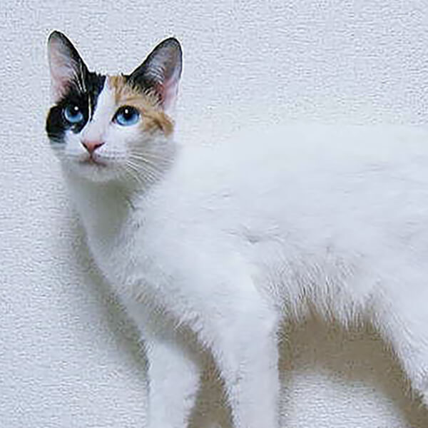 Random Cat Breed Generator Generators List