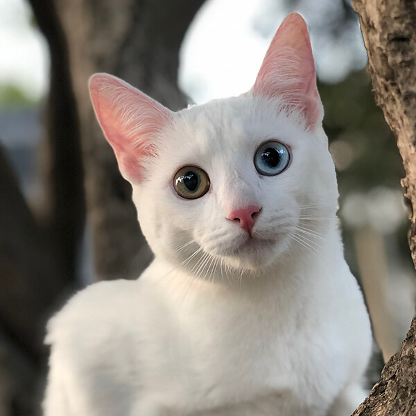 Khao Manee