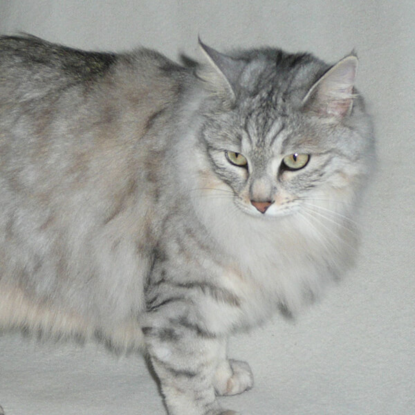 Kurilian Bobtail