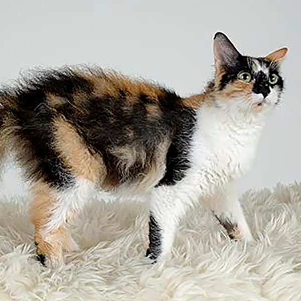 Random Cat Breed Generator Generators List