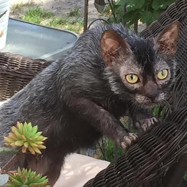 Lykoi