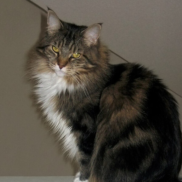 Random Cat Breed Generator Generators List