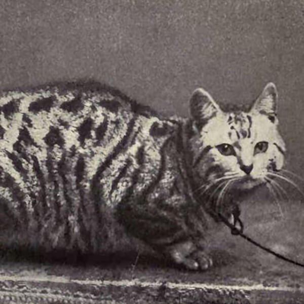 Manx
