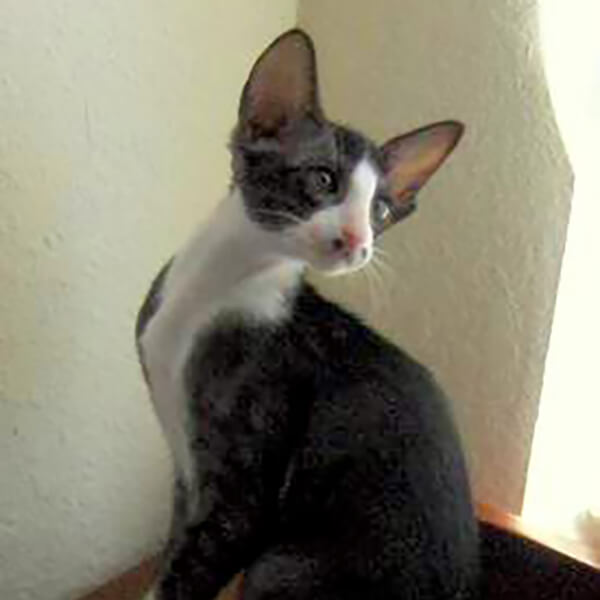 Oriental Bicolor