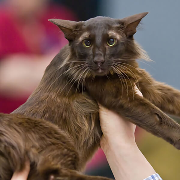 Random Cat Breed Generator Generators List