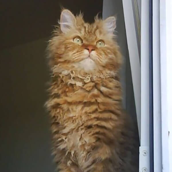 Random Cat Breed Generator Generators List