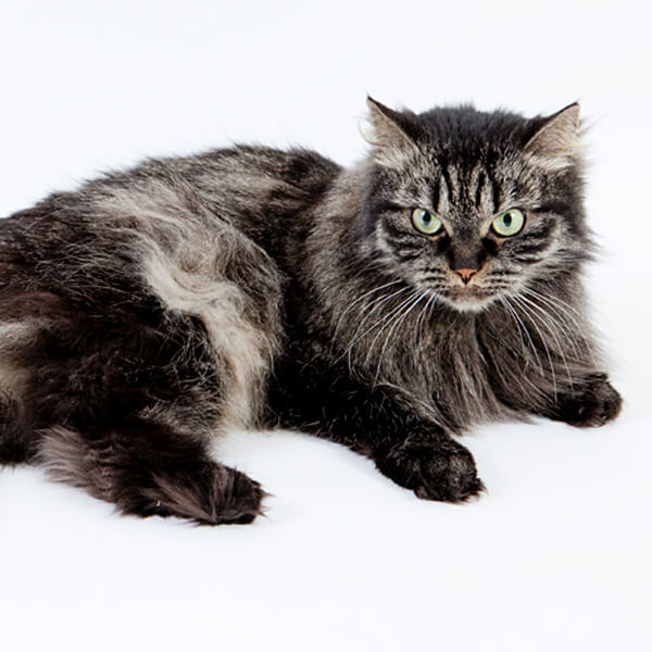 Siberian