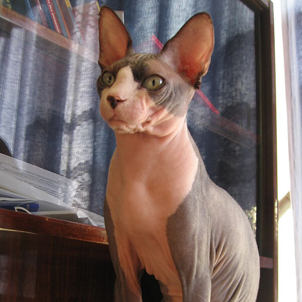 Random Cat Breed Generator Generators List