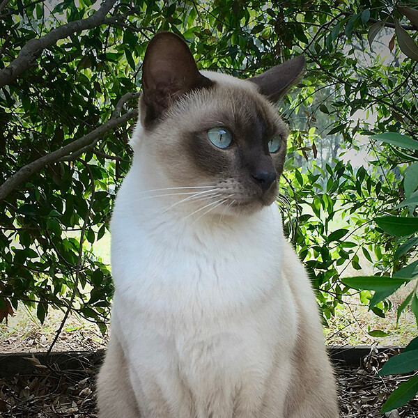 Tonkinese