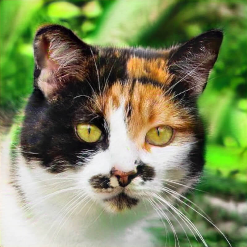 cat