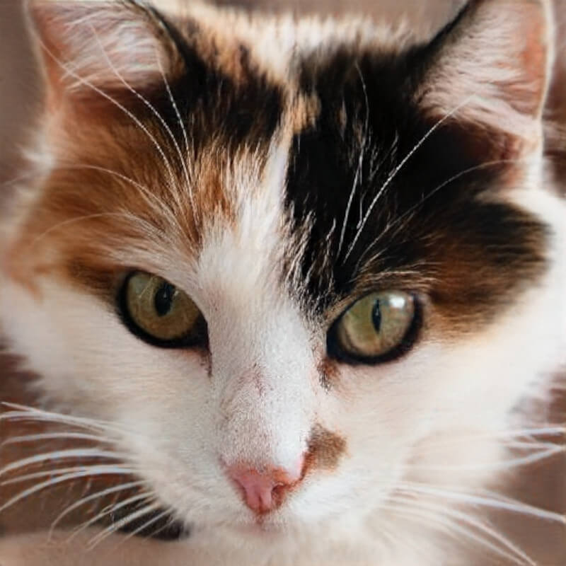 Cat Name Generator Generators List