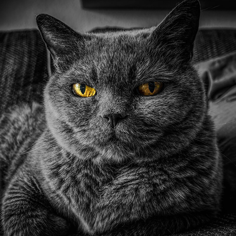 cat