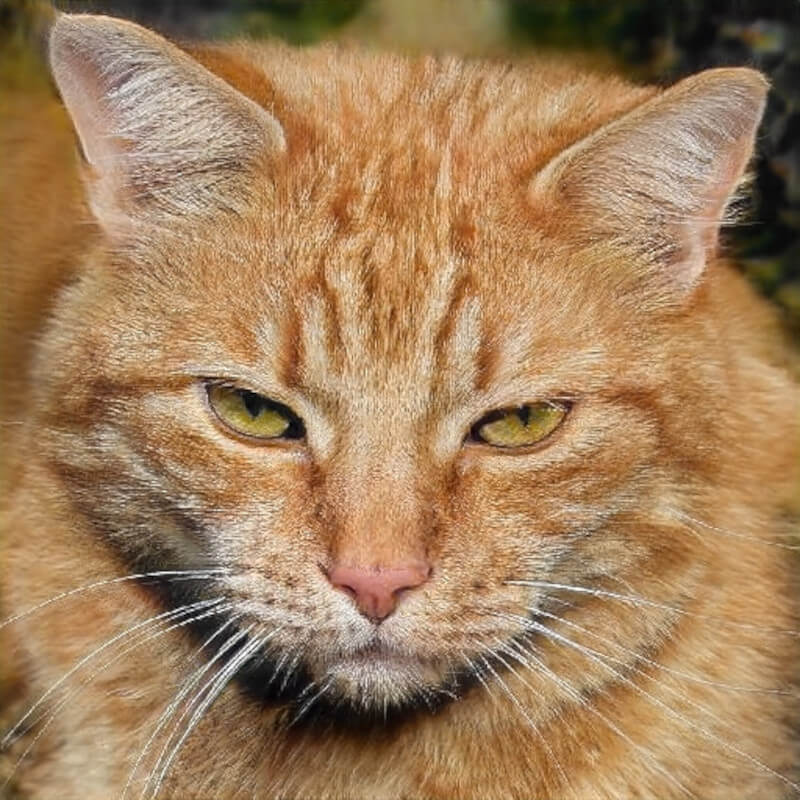 cat