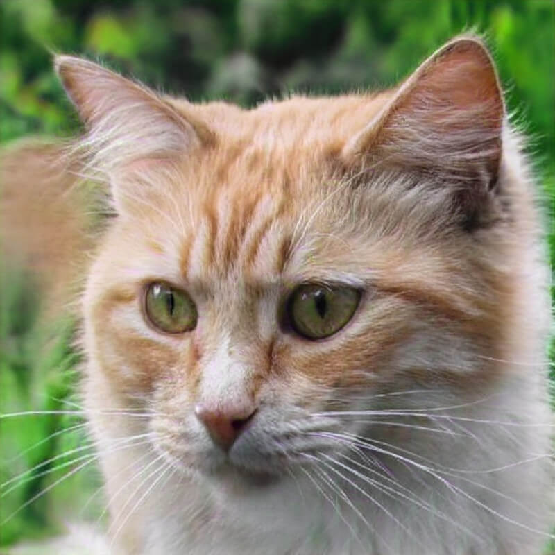 cat