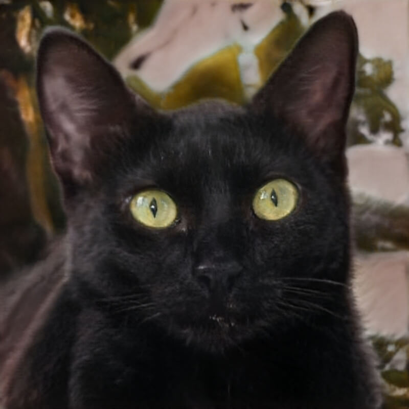 cat