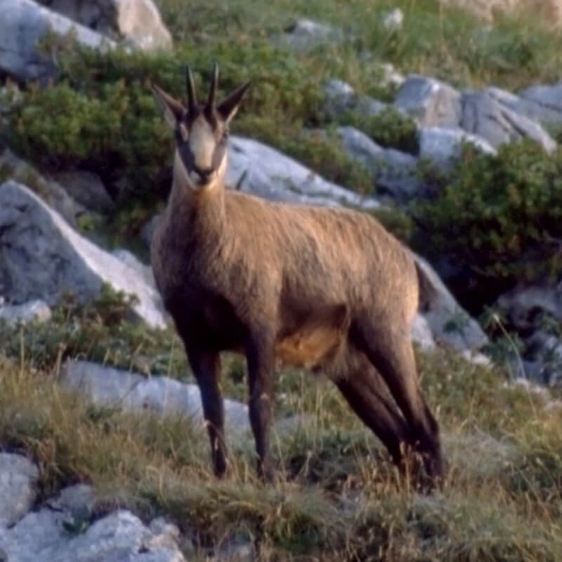 Chamois